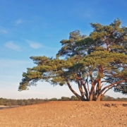 anwb_w1520