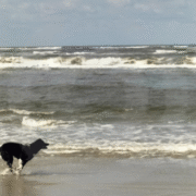 Berichten blogs website (5)