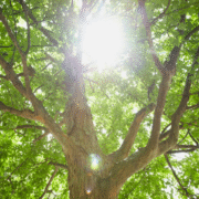 Afbeelding bericht website (1)